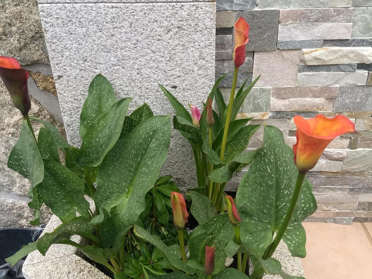 Casa Vilarousa 비야누에바 데 아로사 외부 사진